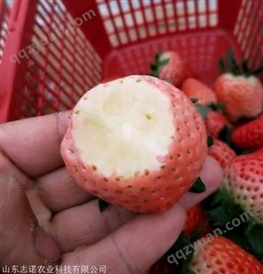 达赛草莓苗、达赛草莓苗现在价格