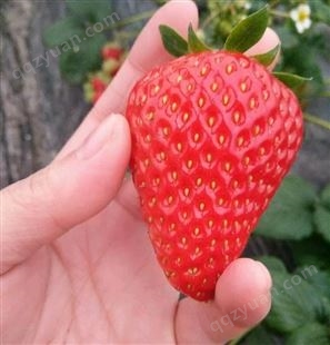圣德1号草莓苗、圣德1号草莓苗温室品种