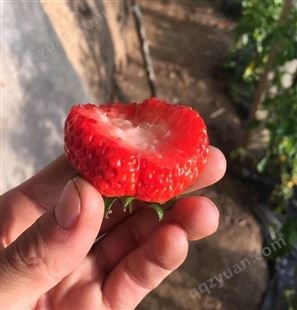 烟台长岛红颜草莓苗2018年