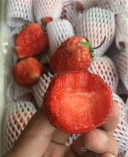 隋珠草莓苗、隋珠草莓苗销售基地
