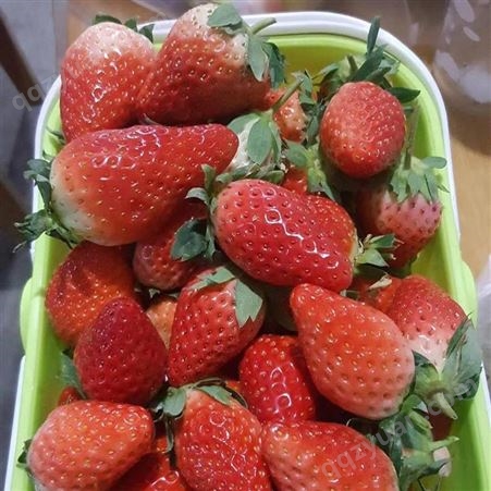 草莓苗苗、草莓苗苗供应报价