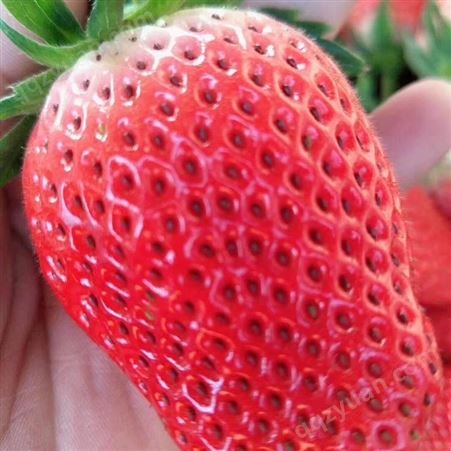 孟村九香草莓苗哪种好
