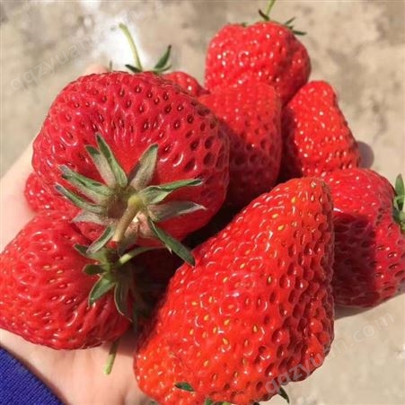圣德1号草莓苗、圣德1号草莓苗温室品种