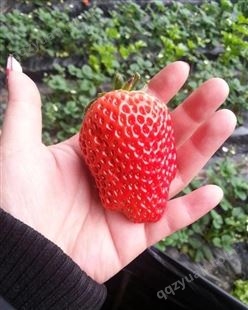 伊宁隋珠草莓苗厂家