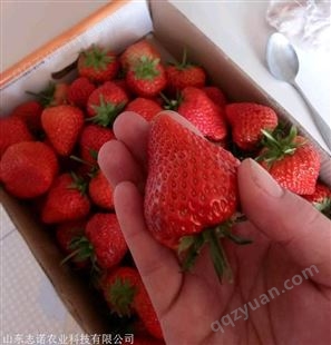 美十三草莓苗、美十三草莓苗产地