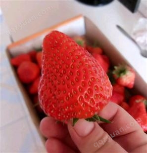 伊宁隋珠草莓苗厂家