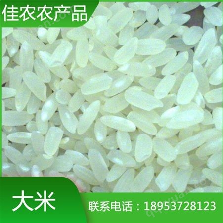 山东大米厂家现货直销珍珠米 圆粒大米 * 量大从优