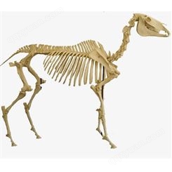 新乡标本模型厂 动物骨骼标本 教学展示标本 小型动物定制标本  峰达教学专业团队