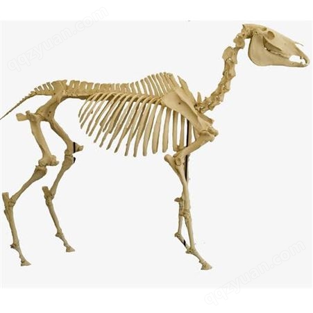 新乡标本模型厂 动物骨骼标本 教学展示标本 小型动物定制标本  峰达教学专业团队