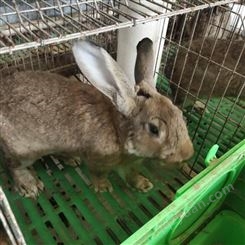 种兔养殖场 新手养殖比利时兔的注意事项 比利时兔种兔养殖 比利时兔子的价格 比利时肉兔养殖