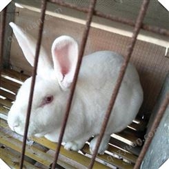 种兔养殖 新西兰种兔养殖场 新西兰种兔价格  欢迎咨询来电 新西兰肉兔