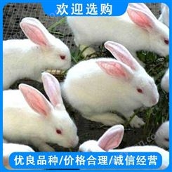 新西兰兔 常年供应活体肉兔 散养种兔 新西兰兔 种兔养殖