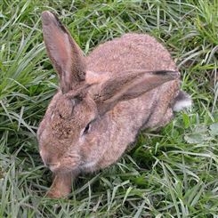 比利时兔价格 现货出售比利时兔幼兔 比利时肉兔 纯种比利时兔 种兔
