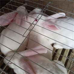 种兔养殖 保质保量 大量 新西兰种兔批发价格 种兔包技术 负责运输 新西兰兔