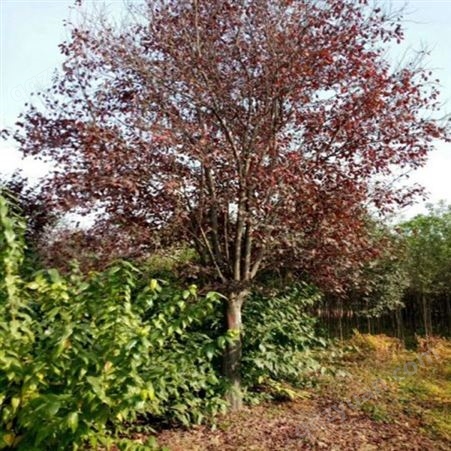 5公分落叶灌木价格合理 基地供应绿化工程紫叶李 大小规格齐全 澳森