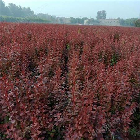 泽荣 园林绿化 灌木红叶紫叶小檗80公分 适应性强耐修剪