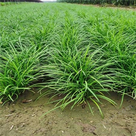 泽荣 公园绿化固土护坡降低噪音 细叶麦冬草 根系粗壮