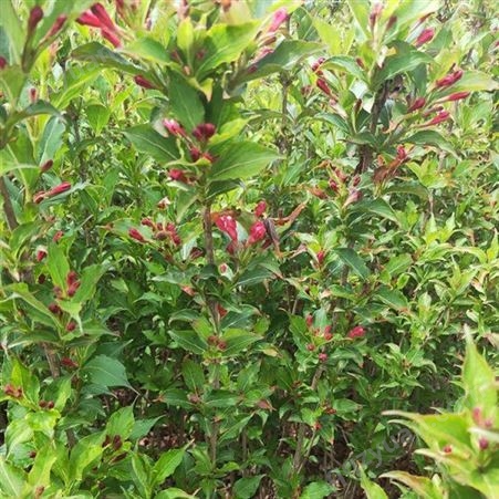 泽荣园林绿化带景观 5分支红王子锦带 智豪苗圃 树形美观