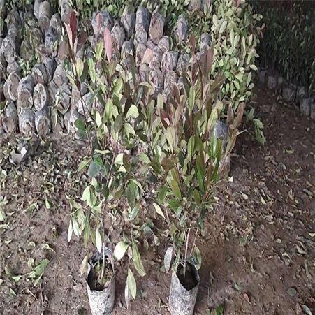 公鼎苗木--红叶石楠种植基地基地直发1米红叶石楠