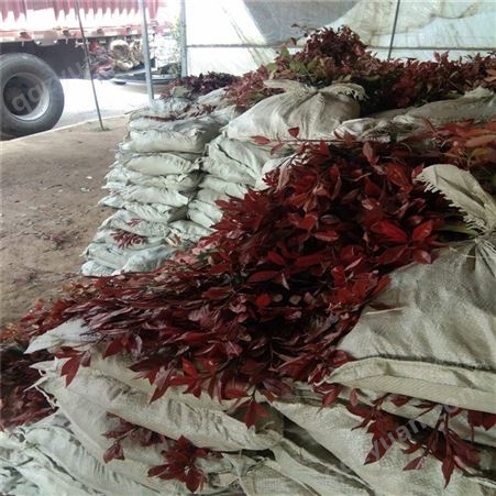 公鼎苗木--2公分红叶石楠价格70厘米红叶石楠