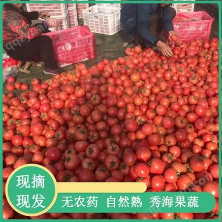 费县西红柿生产厂家 费县西红柿销售 大量批发 价格便宜