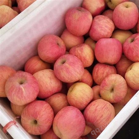 红富士苹果管理 2020年红富士苹果价格 代收苹果 产地经销
