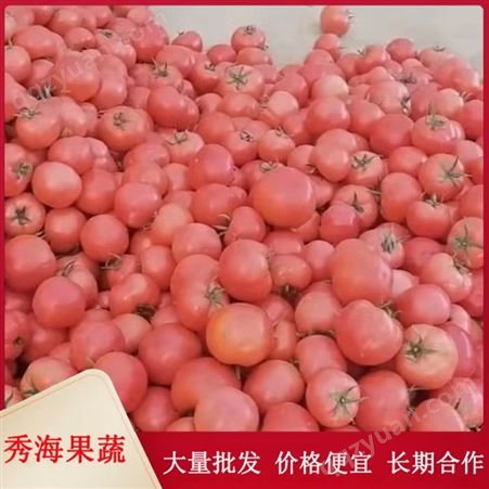 硬粉西红柿 自然熟西红柿 农家肥培育 圆润饱满