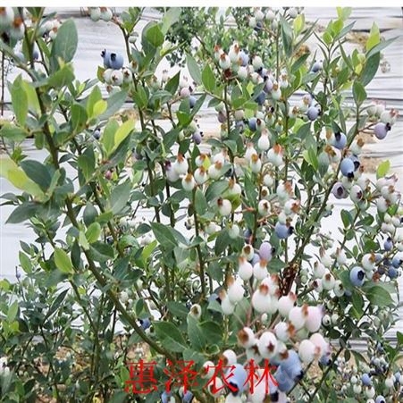 蓝莓苗批发报价 蓝莓种苗图片 蓝莓种苗种植方法