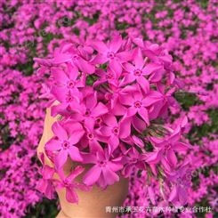 青州花卉基地批发供应优质芝樱花 时令绿化花卉芝樱花 易成活
