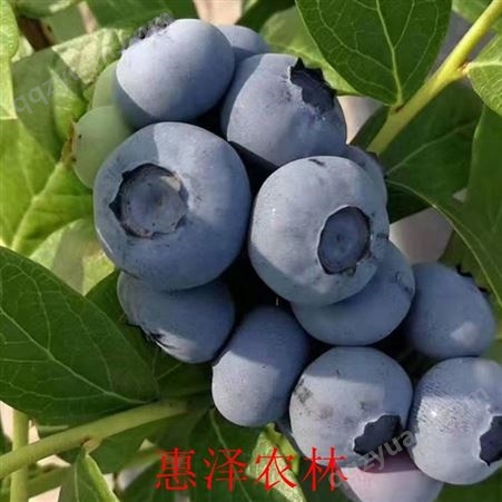 购买蓝莓种苗 蓝莓树苗价格 购买蓝莓树苗