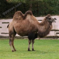 贵州哪里有出售骆驼的 骆驼批发价格