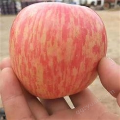 红富士苹果基地 代理储存新鲜红苹果 代收苹果 批发