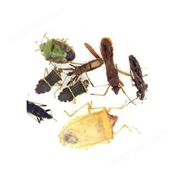 农业虫害标本 直销干制昆虫标本 昆虫干制标本