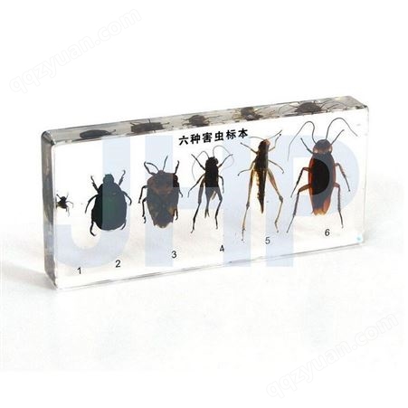 干制标本 昆虫标本销售 昆虫标本