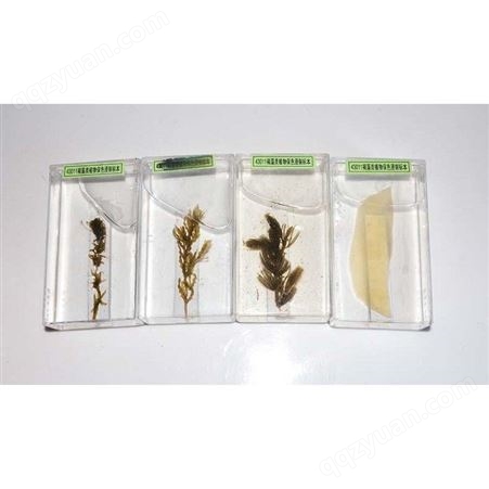 植物保色浸制标本 保色持久标本 直销 植物浸制标本