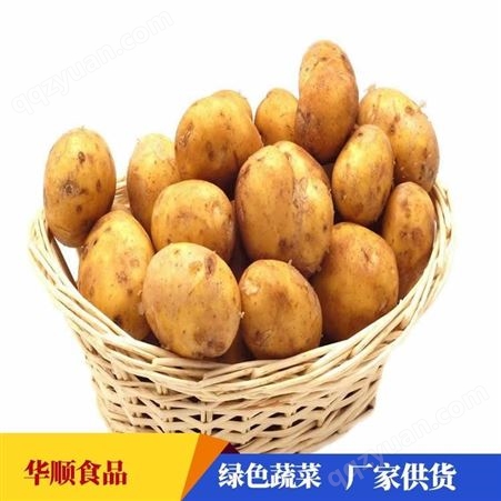 大土豆 生产基地供货 马铃薯厂家 可定制 华顺食品
