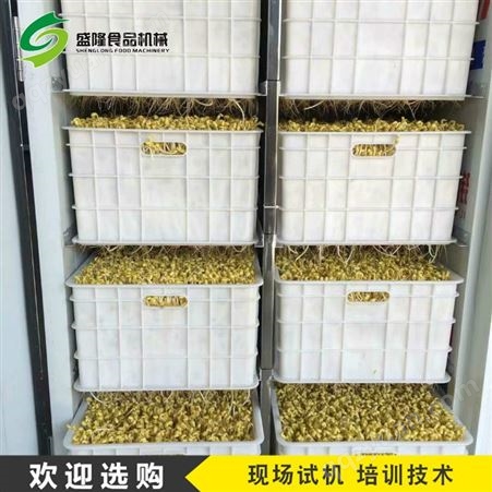 智能豆芽机器 北京自动淋水豆芽机价格 山东豆芽机厂家