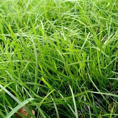 进口多年生黑麦草种子草坪种子黑麦草
