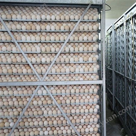 常年供应油鸡蛋 大量北京油鸡蛋个大饱满