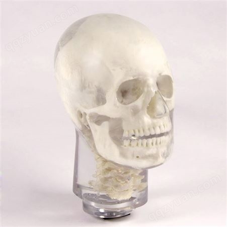 dental-x-ray-head-phantom德国夸特QUART 头部模型/真骨X射线头部模型