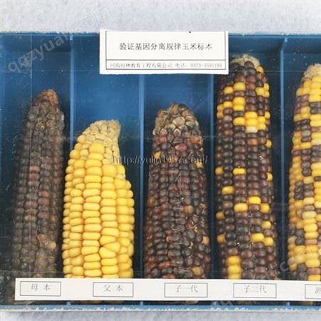 验证基因分离规律玉米标本 中小学教学标本  教学使用