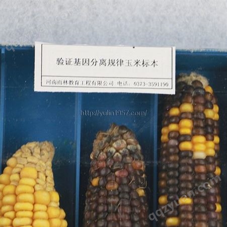 验证基因分离规律玉米标本 中小学教学标本  教学使用