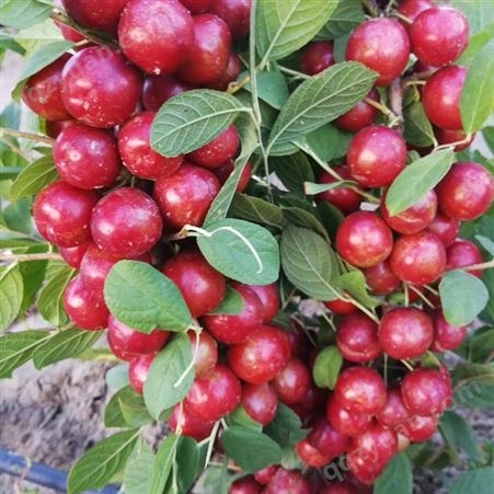 钙果 果蒂源 树 长2-4毫米 批发 树苗