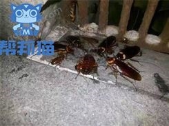 广州石井除白蚁除老鼠 灭蚊蝇 消杀蟑螂上门价格多少