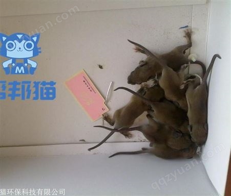 广州华南除老鼠灭老鼠 消杀老鼠 杀老鼠上门价格多少
