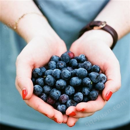 花青健浓缩蓝莓汁 大兴安岭蓝莓浓缩汁 25kg袋装 食品饮料原材料 